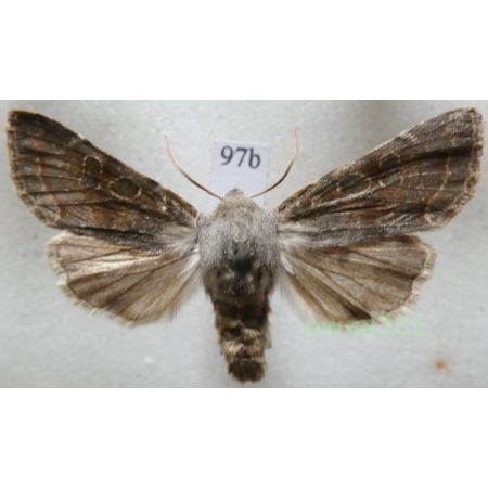 Orthosia incerta (Hufnagel, 1766) Czech97b